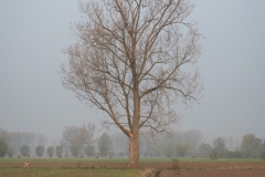 Het verhaal van een boom
