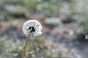 paardenbloem