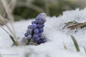 Druifhyacint in de sneeuw