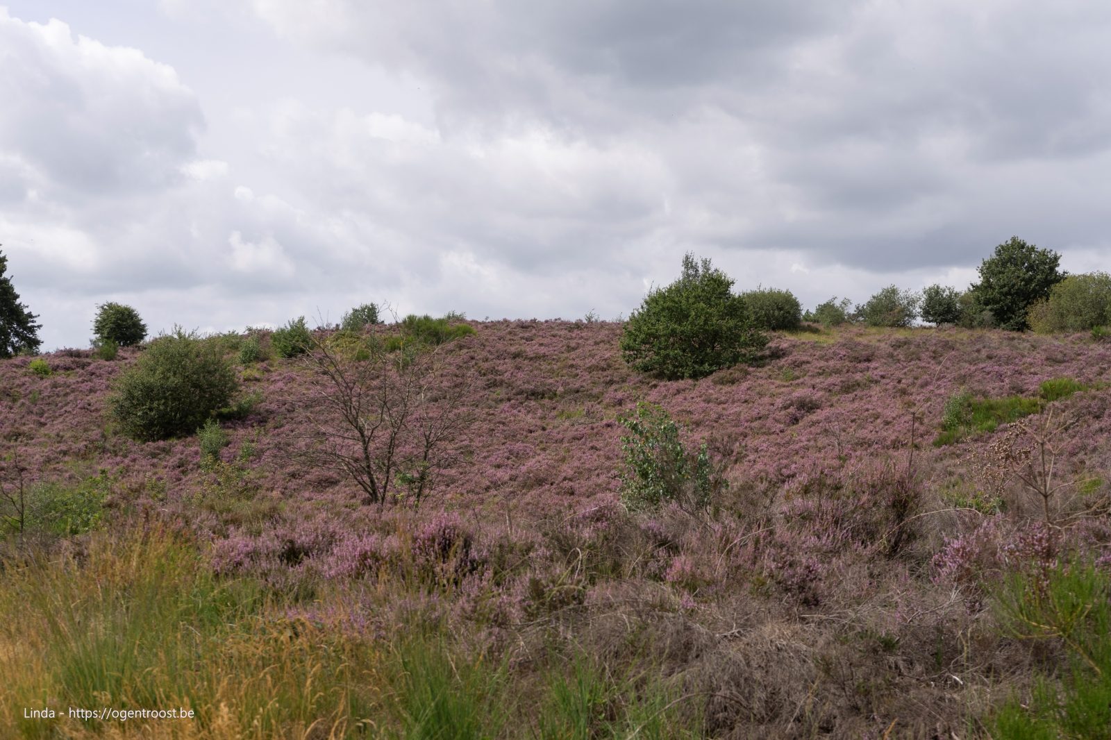 Mechelse Heide