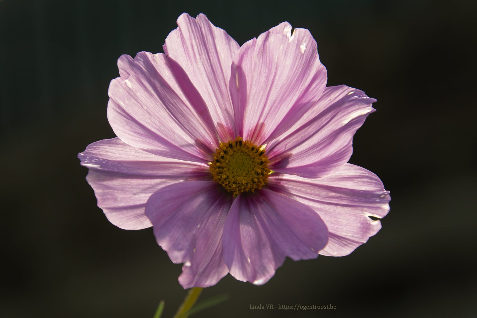 Roze-bloem-DSC_6290