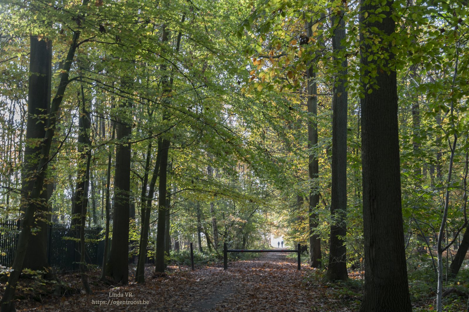 Buggenhoutbos Wandeling