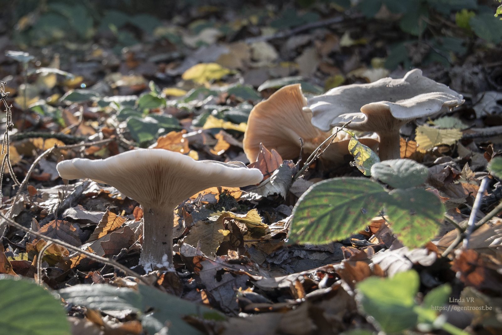 Buggenhoutbos Wandeling