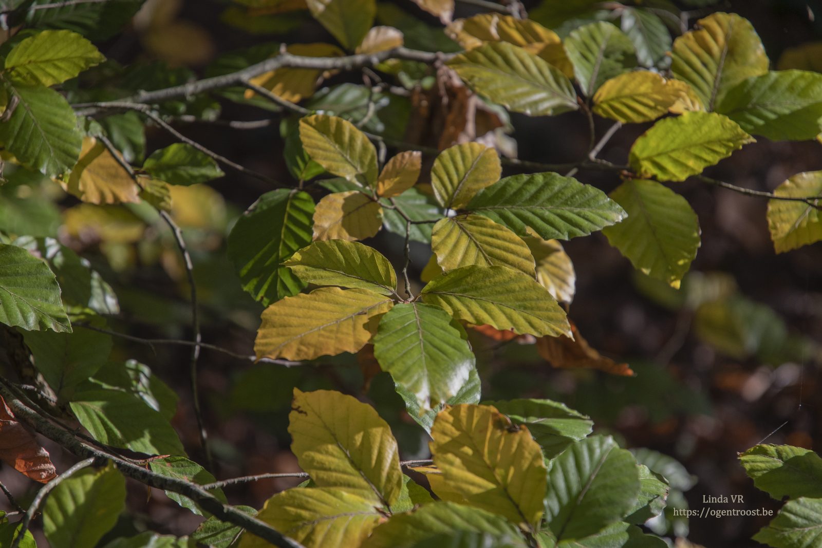 Buggenhoutbos Wandeling