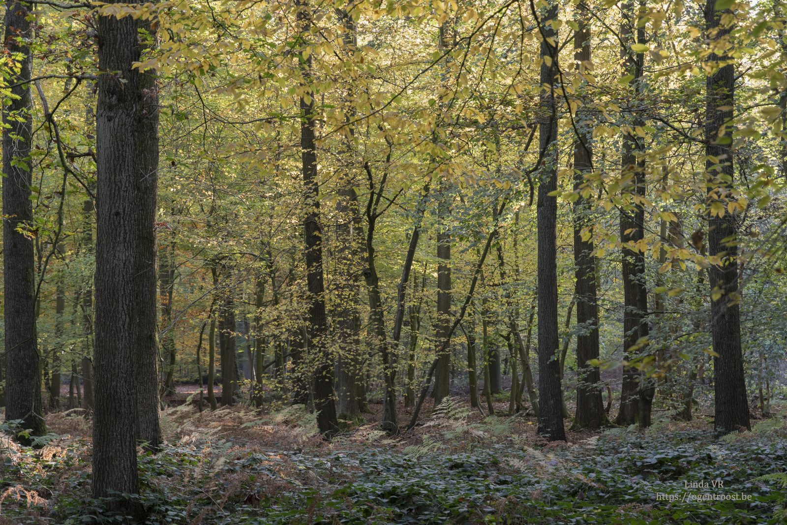 Buggenhoutbos Wandeling