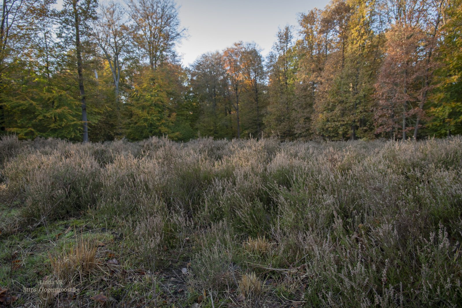 Heide, uitgebloeid