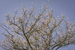 Lente