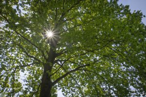 Zonneschijn
