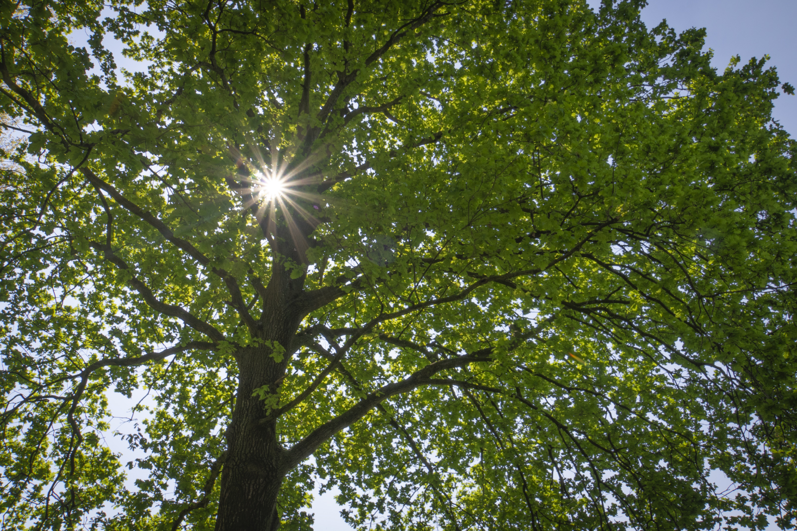 Zonneschijn