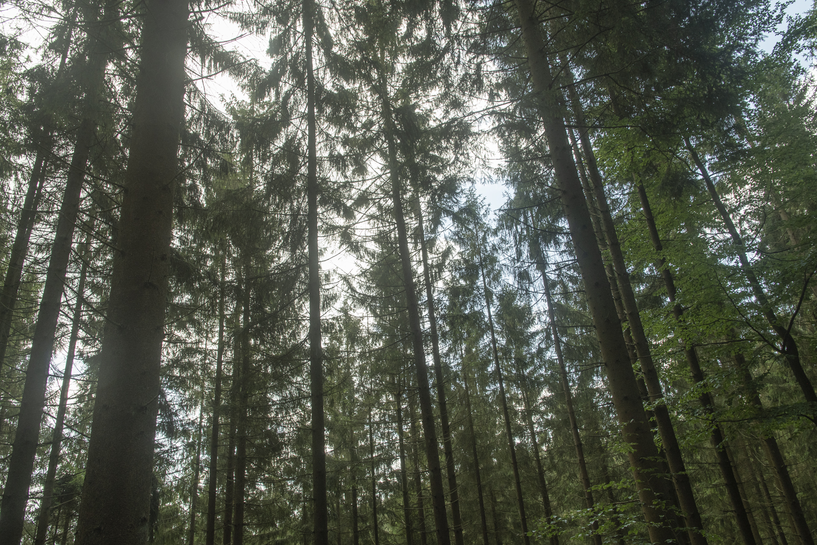 Wandelen in en rond Malmedy