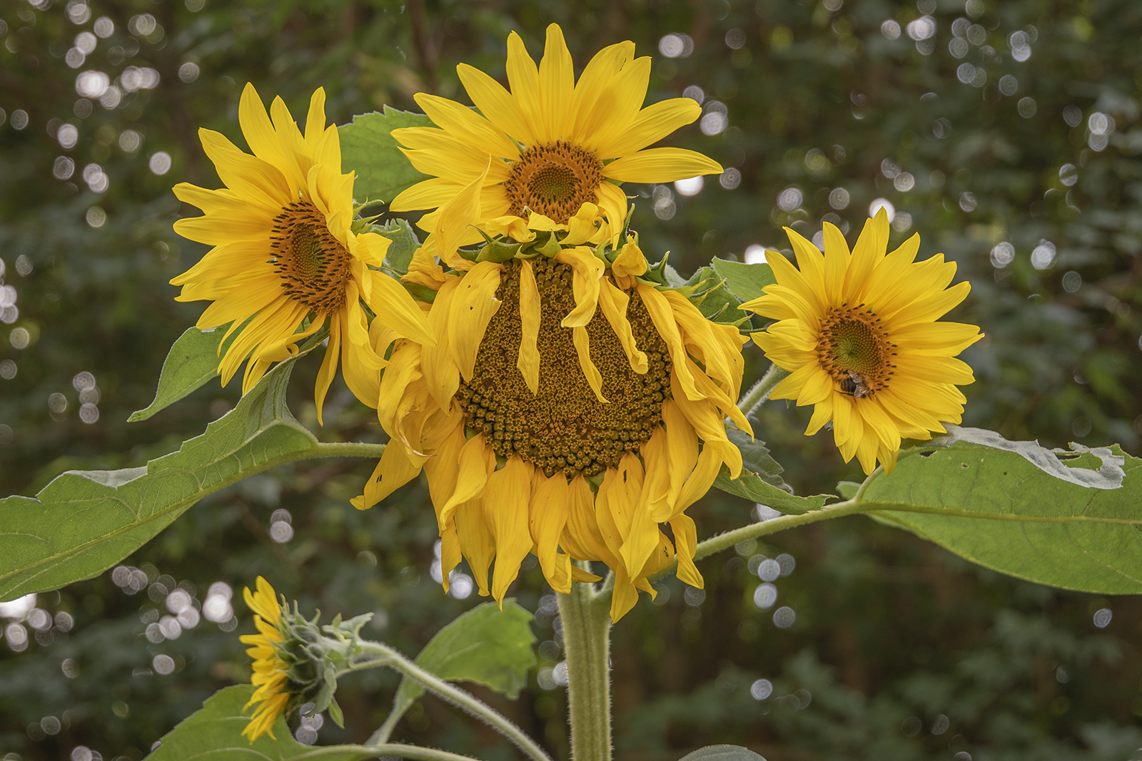 Sunflower