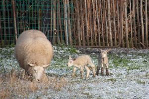 Lammetjes