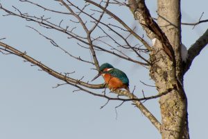 ijsvogel