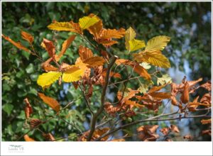 Herfst in Bos 't Ename